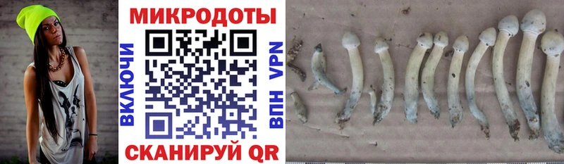 Псилоцибиновые грибы Psilocybe Оханск